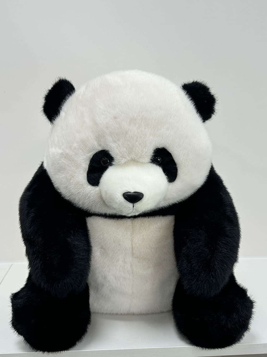 The Shy Panda looking directly, inviting a hug