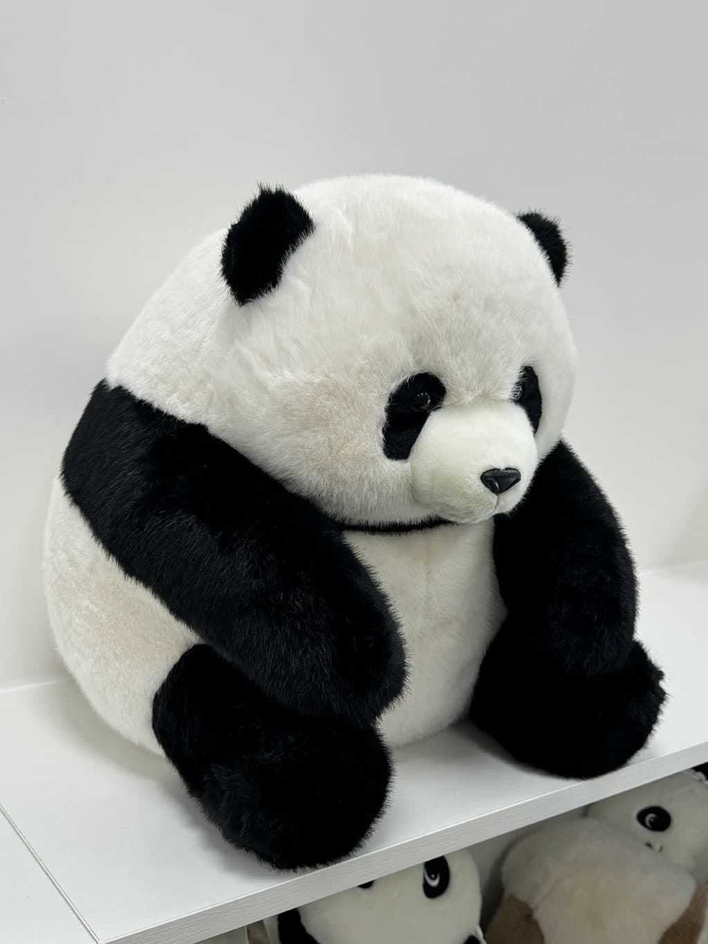The Shy Panda curled up in its signature pose